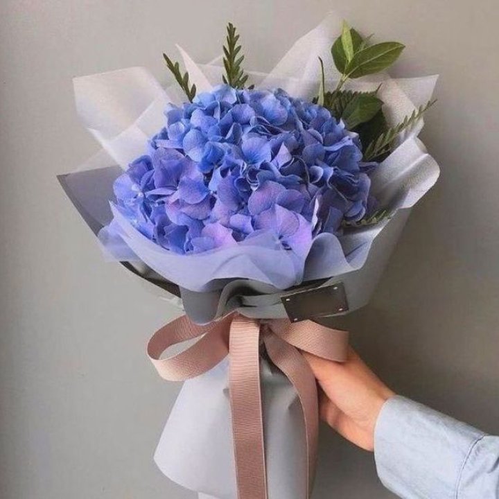 Гортензия голубая в Курске