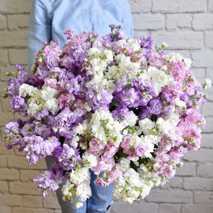 Облако маттиол в Курске