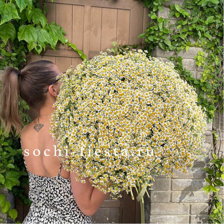 101 ромашка в Курске