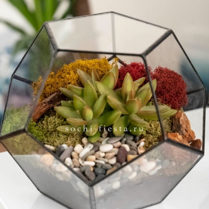 Флорариум “Додекаэдр” с суккулентом Седум в Курске