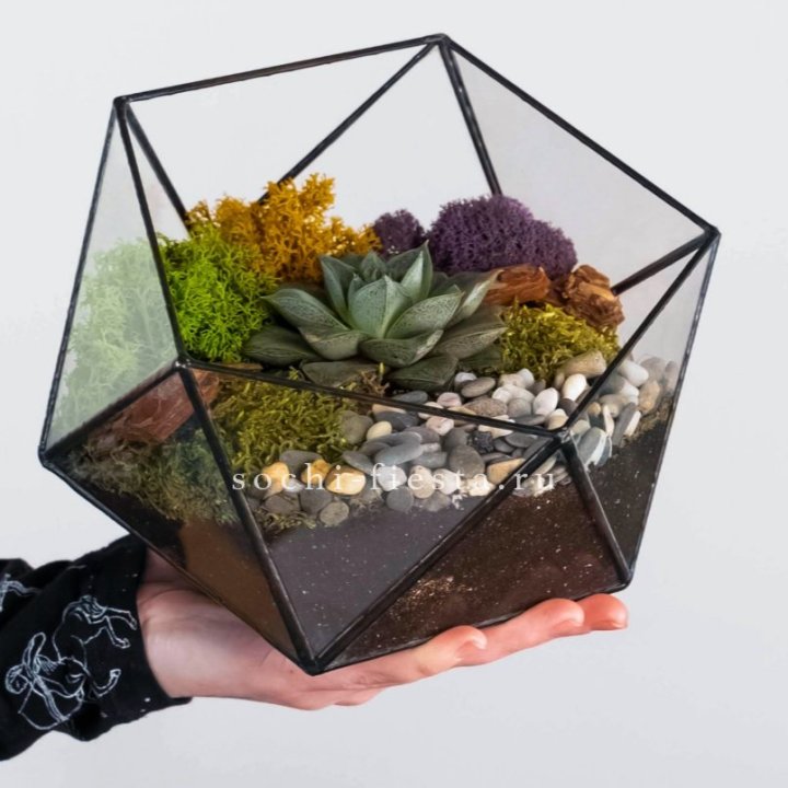 Флорариум “Икосаэдр” с суккулентом Каменная Роза в Курске