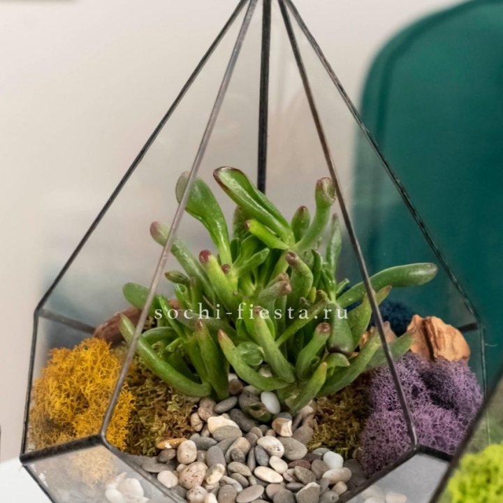 Флорариум “Капля” с суккулентом Крассула Хоббит в Курске