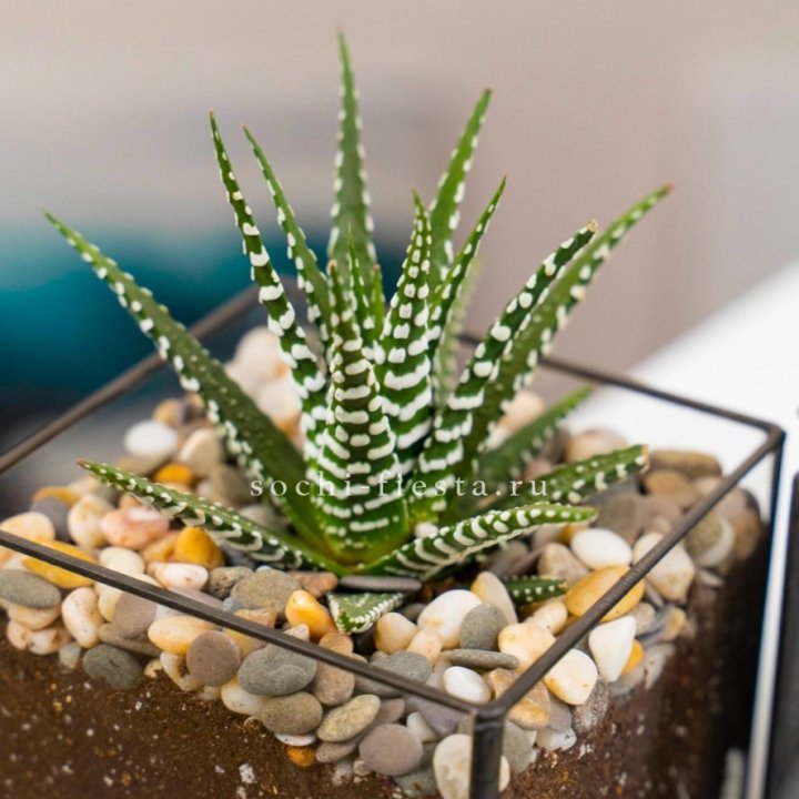 Флорариум Кубик с суккулентом Хавортия в Курске