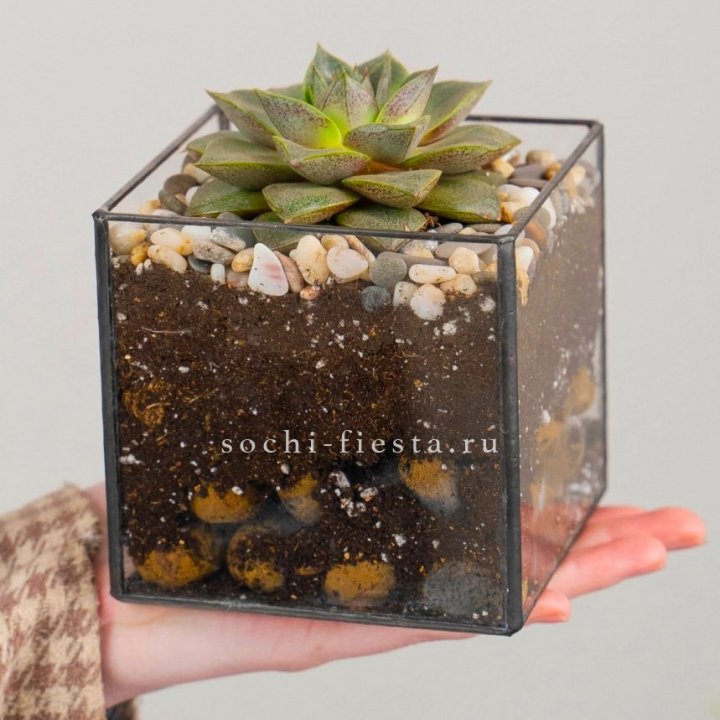 Флорариум Кубик с суккулентом Каменная роза в Курске