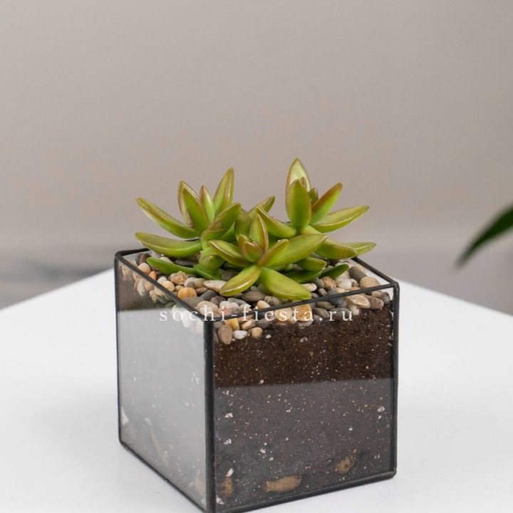 Флорариум Кубик с суккулентом Седум в Курске