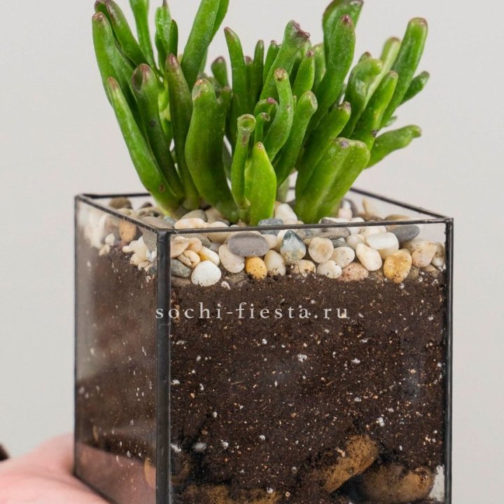 Флорариум Кубик с суккулентом Хоббит в Курске