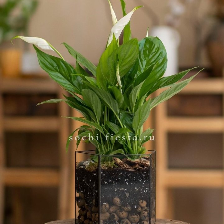 Спатифиллум в кашпо Пятиугольник в Курске