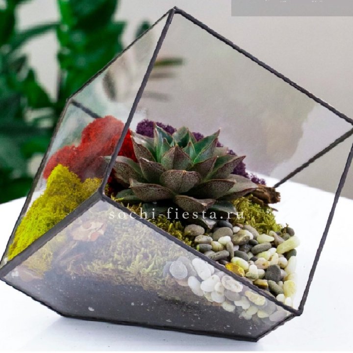 Флорариум Куб усеченный с суккулентом Каменная роза в Курске