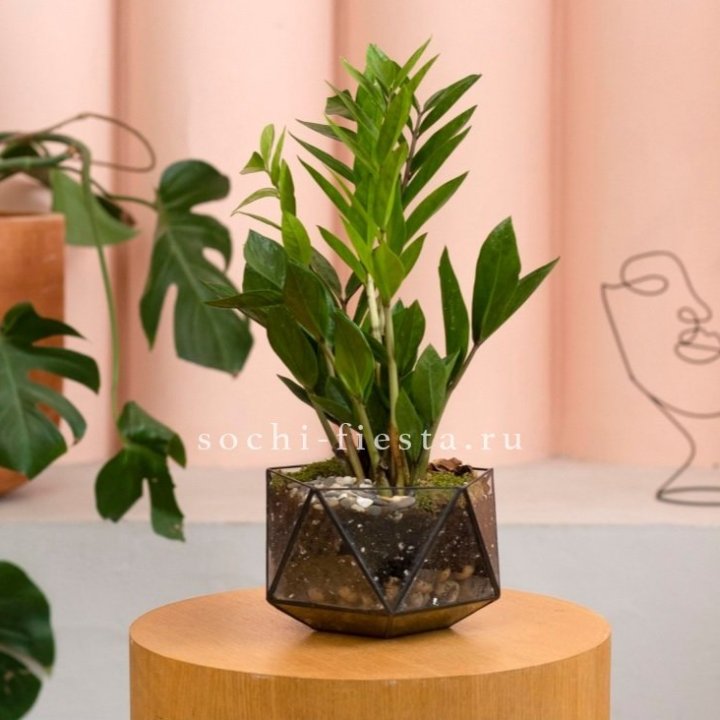 Замиокулькас в кашпо Икосаедр в Курске
