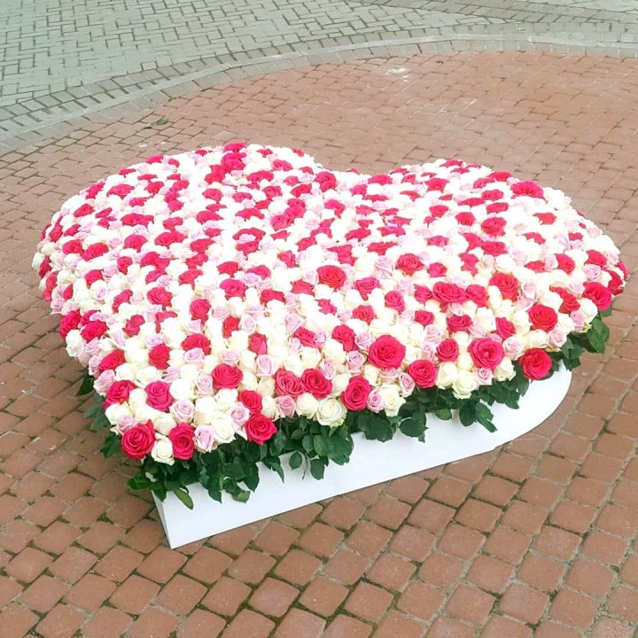 555 роза  в Курске