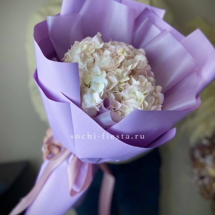 Гортензия розовая в Курске