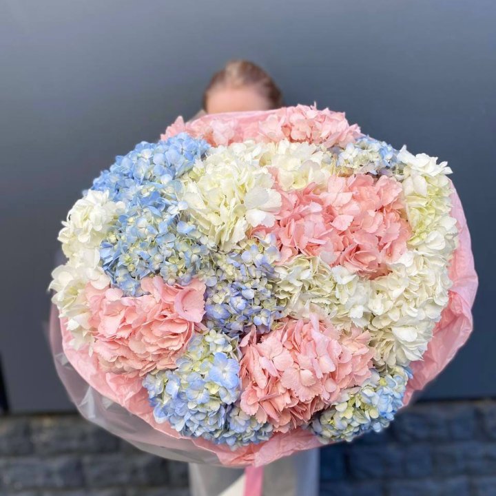 19 гортензий микс в Курске