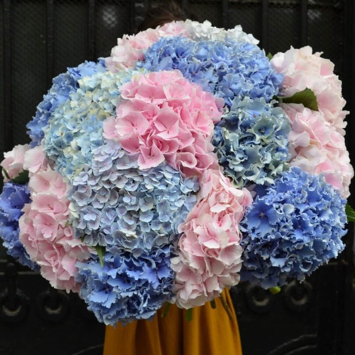 Букет гортензий "Фонтан" в Курске
