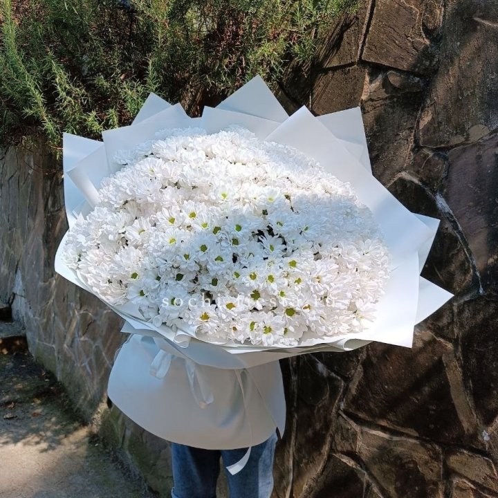 Облако хризантем №2 в Курске