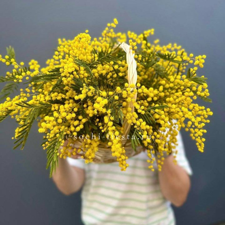 Весенняя корзина мимозы в Курске