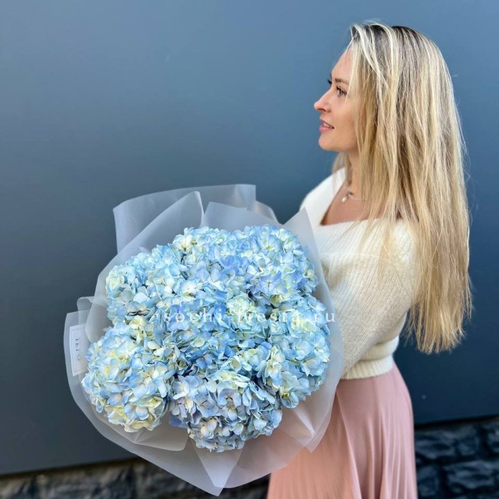 7 голубых гортензий в Курске