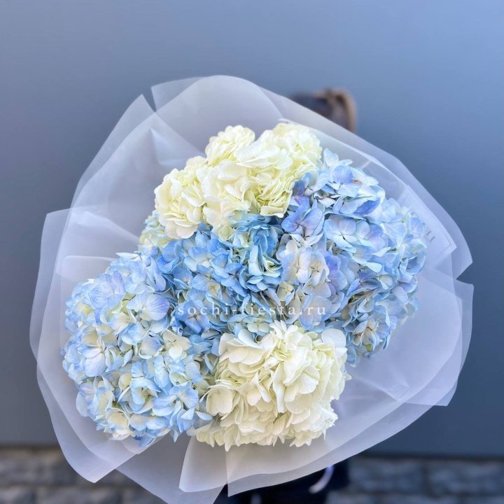 5 бело-голубых гортензий в Курске