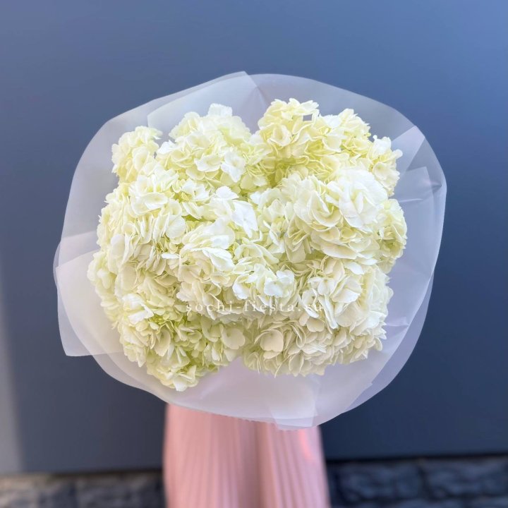 7 белых гортензий в Курске