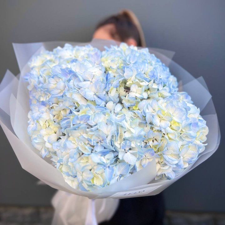 5 голубых гортензий в Курске