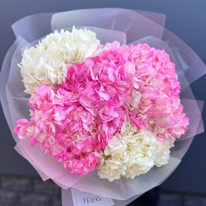 5 бело-розовых гортензий в Курске