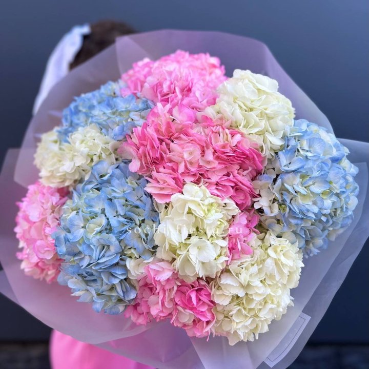 11 гортензий микс в Курске