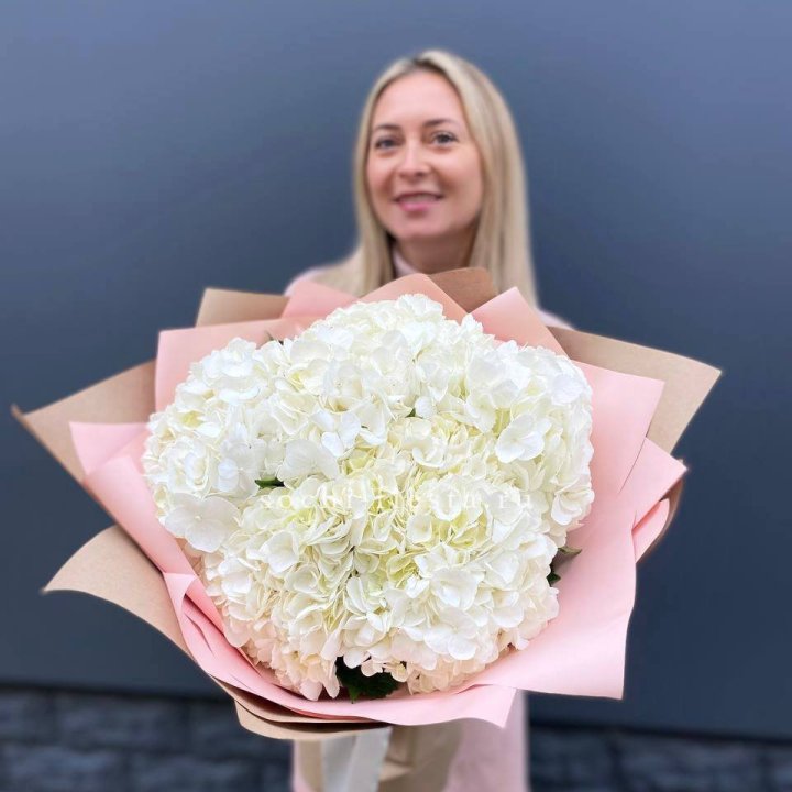 Гортензия белая в Курске