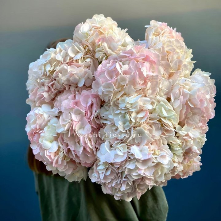 Охапка розовой гортензии в Курске