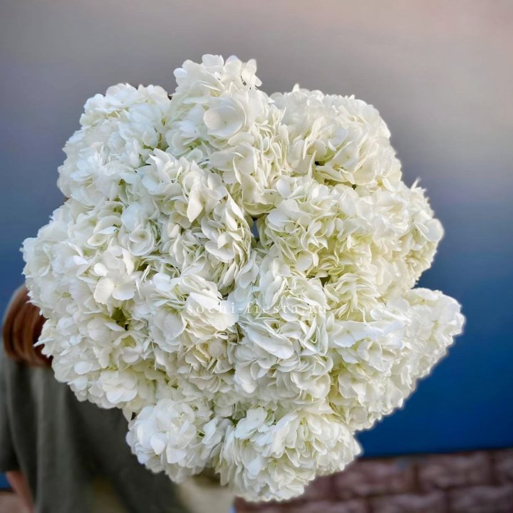 Охапка белой гортензии в Курске