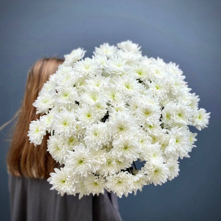 Охапка Хризантемы кустовой в Курске