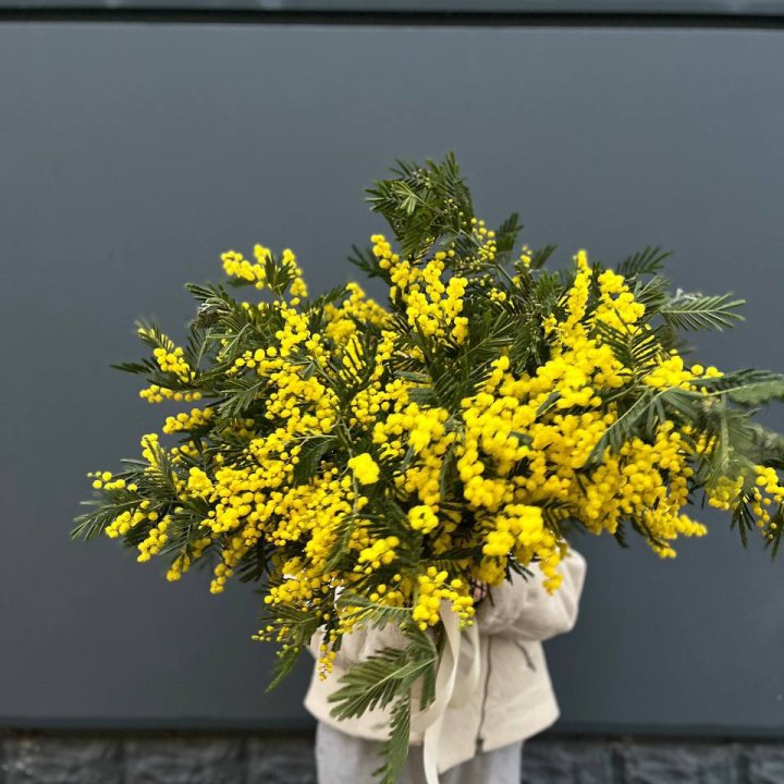 Охопка мимозы в Курске