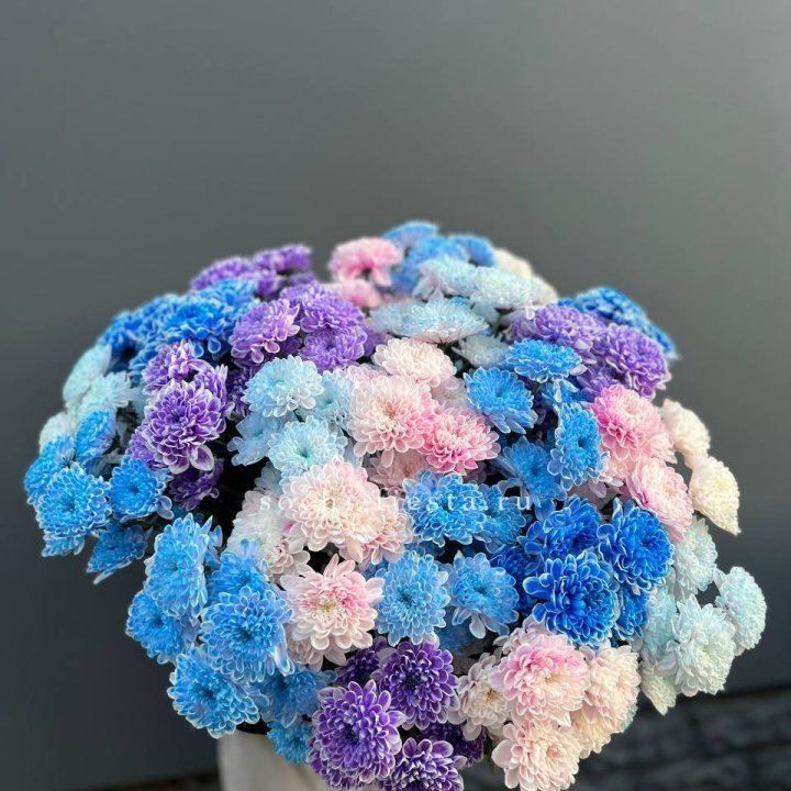 25 цветных хризантем в Курске