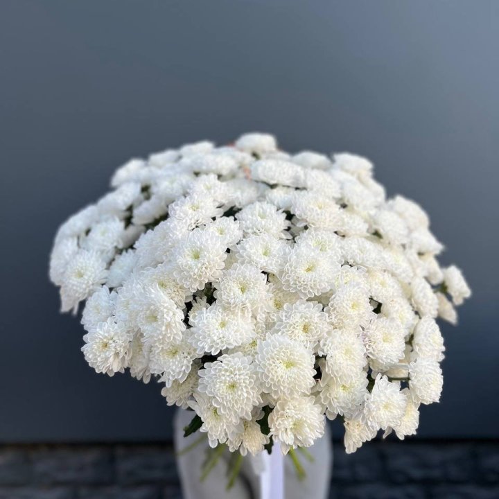  25 хризантем белых в Курске