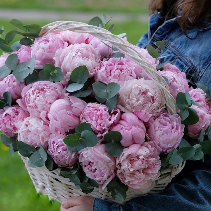 51 пион в корзине в Курске