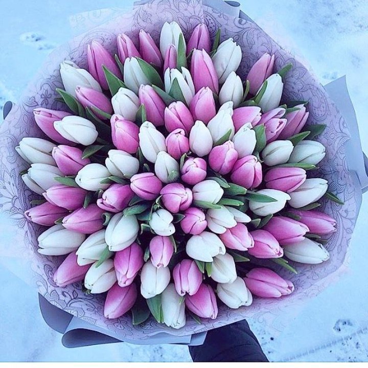 101 тюльпан "Лолипоп" в Курске